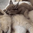 ���� ������, �������, 68 ��� - ��������� 13 ������� 2020 � ������ ������