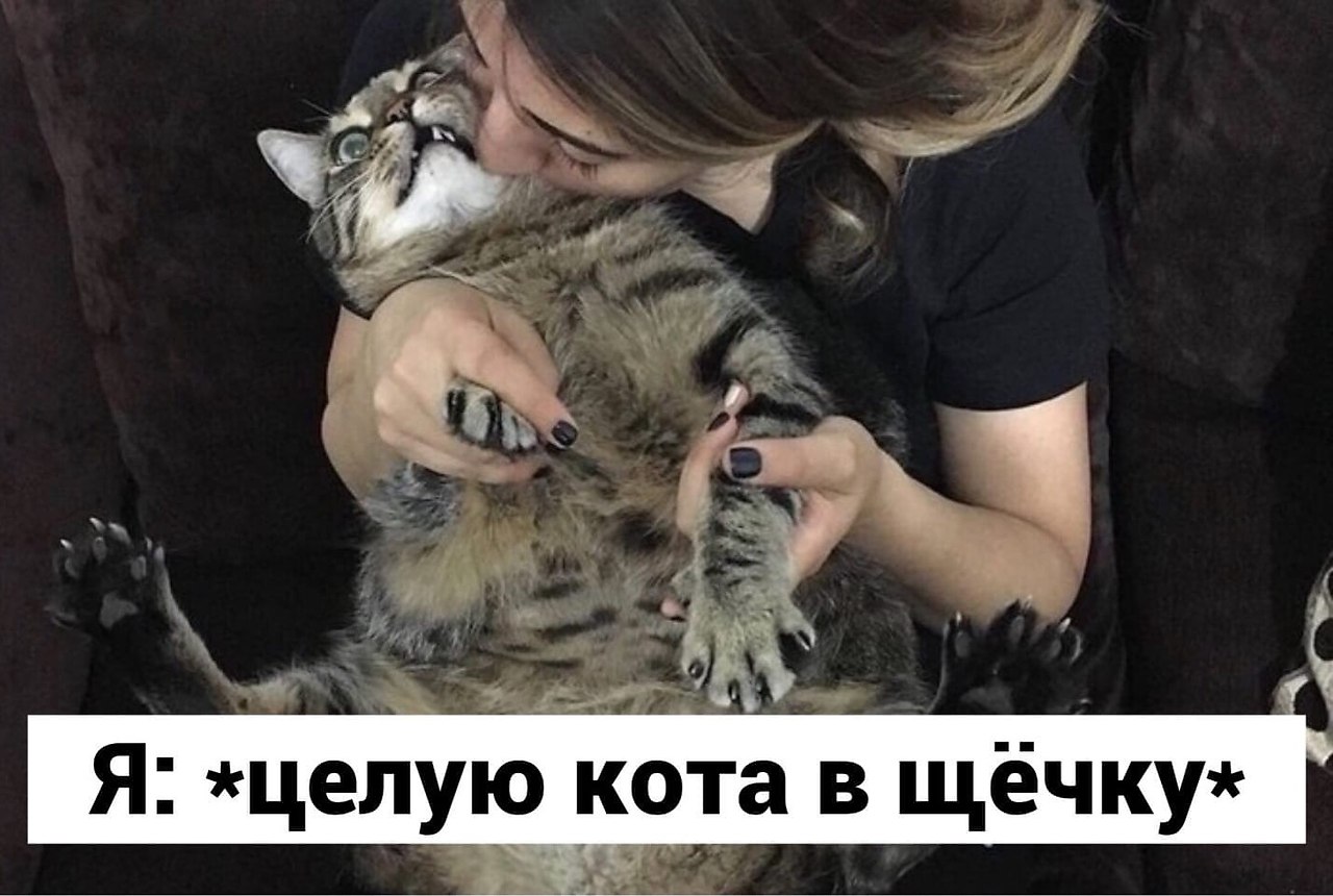 Котик <3 in 2022. Сфоткай меня. Плюсы и минусы заводить кота в квартире. Друзья это такие люди либо они есть либо они пить. Кошка лентяйка.