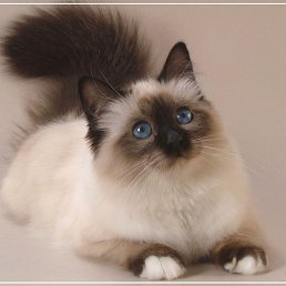 ���� Alex, ���� - ��������� 27 ������� 2020