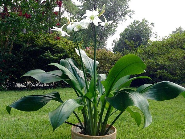 КРАСОТА НЕ ТРЕБУЕТ ЖЕРТВ: ПРОСТЫЕ ПРАВИЛА УХОДА ЗА ЭУХАРИСОМ В ДОМАШНИХ УСЛОВИЯХ.Великолепное ... - 4