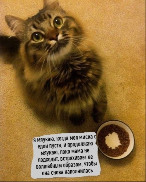 Без кота и жизнь не та - 17 февраля 2021 в 21:10