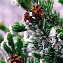 ���� �������, ���������, 67 ��� - ��������� 1 ������� 2020 � ������ ���� ����������