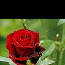 ���� �����, ���������, 42 ���� - ��������� 12 ������� 2021