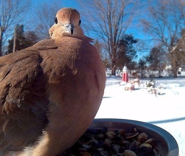 Установили кормушку и камеру) Вот какую красоту удалось заснять) - 7