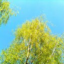 ���� ������, ����������, 83 ���� - ��������� 4 ������ 2020 � ������ ���� ����������