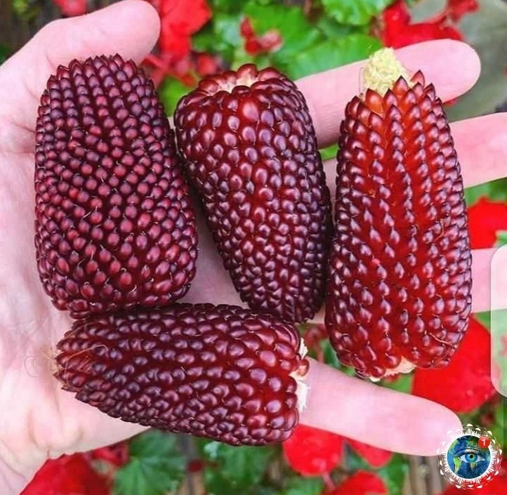  oo oo a opao e a o p.  - 5