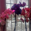  Irina, , 54  -  10  2021   *My flowers*