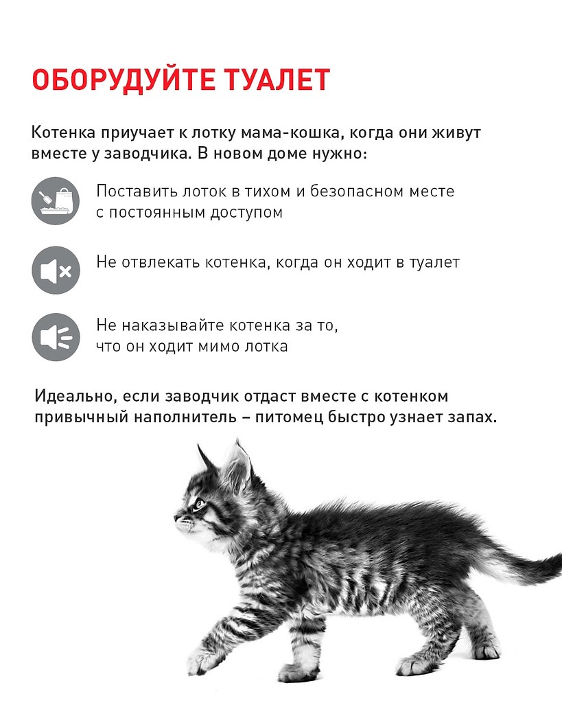 Кошки появление котят. Короткая инструкция. В доме появился котенок. Что нужно для появления котёнка.