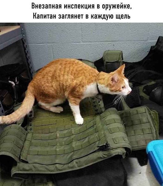 Он вошёл в участок, будто всегда был тут начальником, естественно все стали звать его Капитан - 8