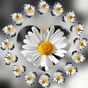 ���� �����, ���������, 41 ��� - ��������� 15 ������� 2020 � ������ ��������