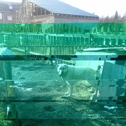 ���� �������, ���������, 51 ��� - ��������� 19 ������ 2020