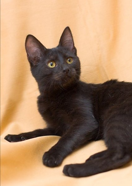 #@40cats.- , ,  !   ...