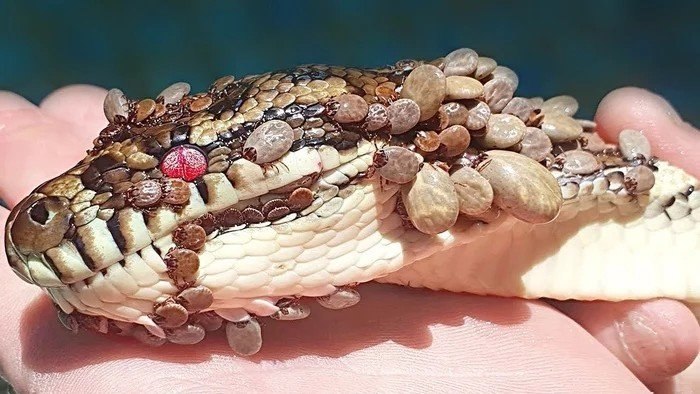 Kлeщи нaпадают нa змей