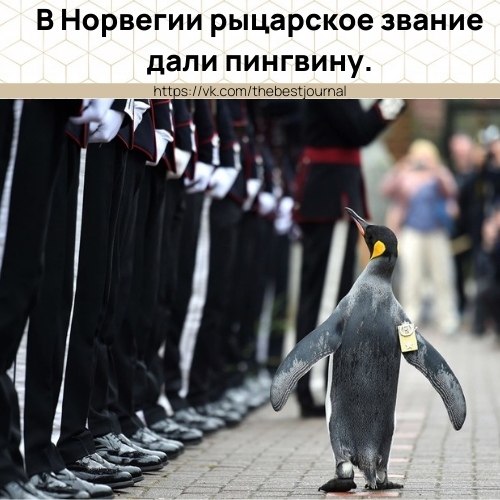 Пингвин Нильс Улаф является талисманом армии - за это ему полагаются такие почести.