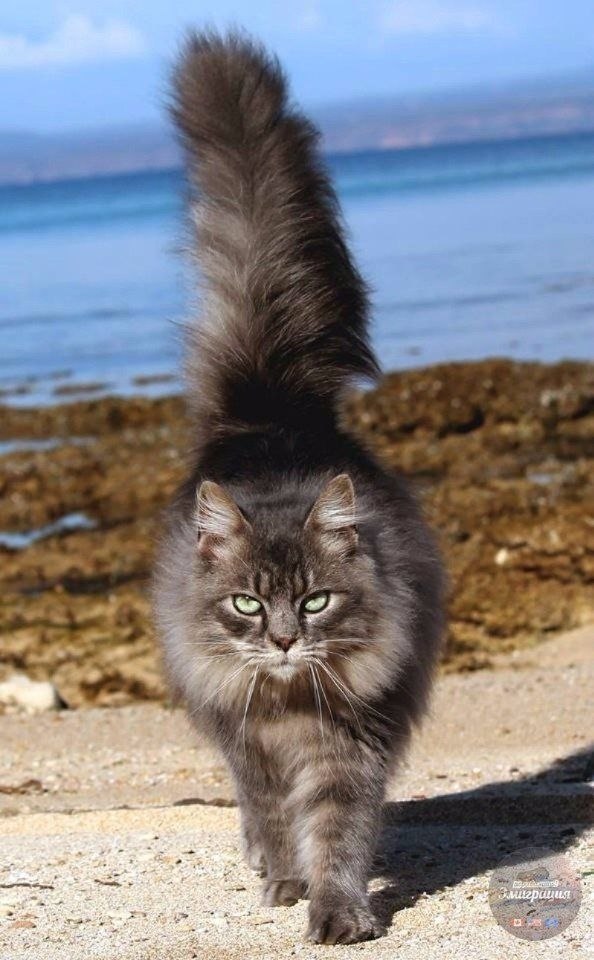 a  a  Ca, a.  - a a     ... - 3