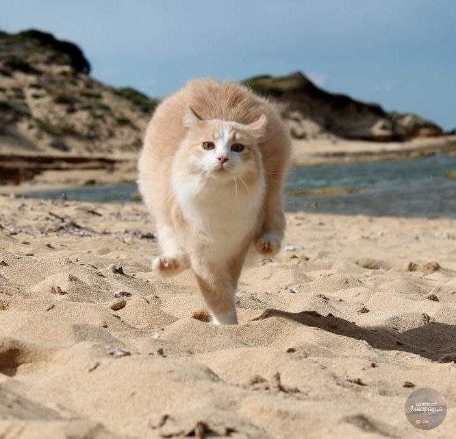 a  a  Ca, a.  - a a     ...