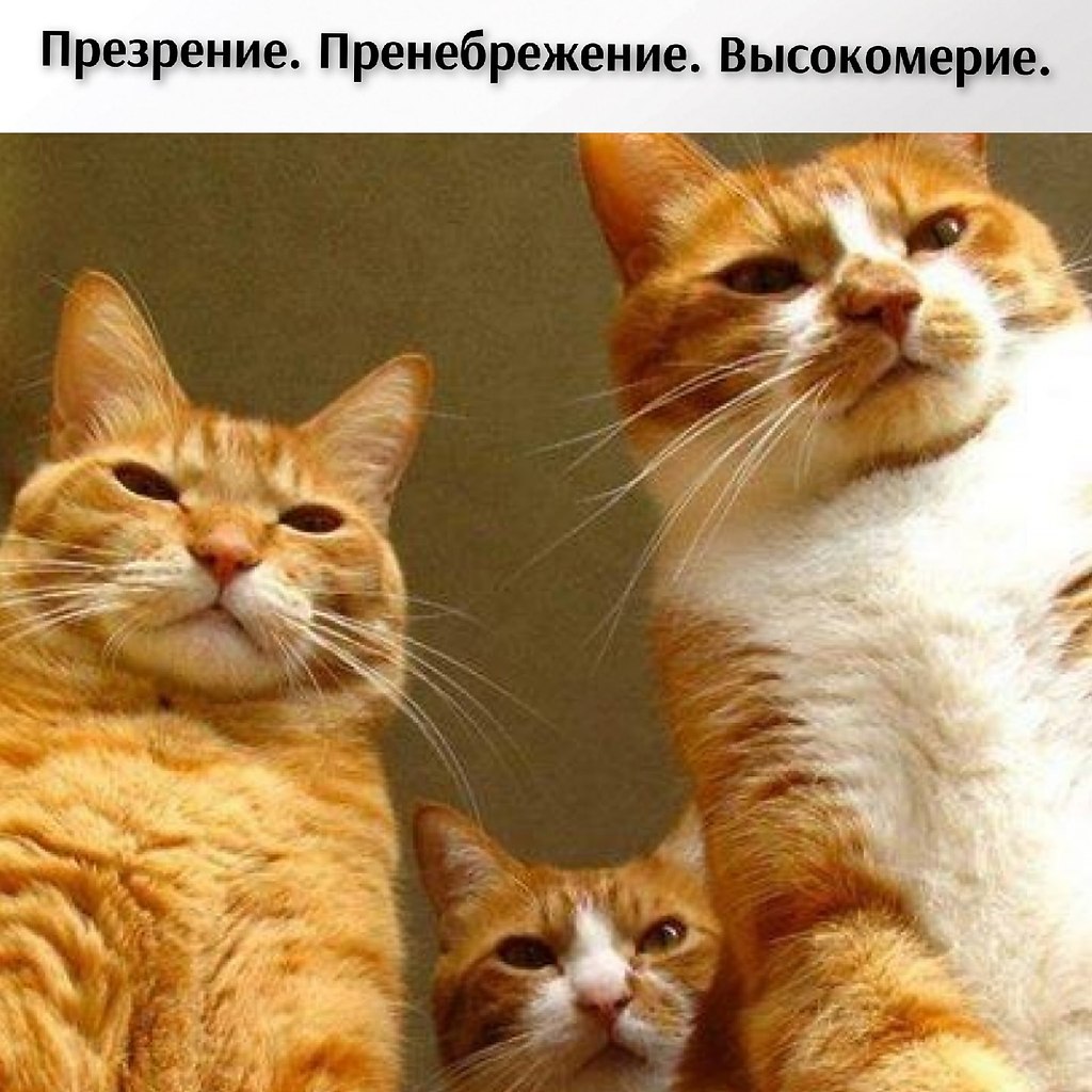 Без кота и жизнь не та - 18 февраля 2021 в 00:00