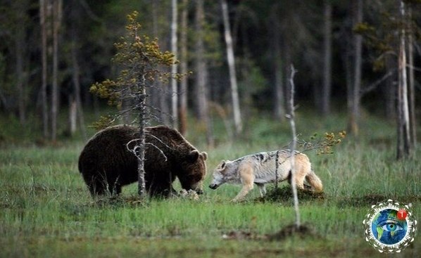 инcкий фoтoгpaф зacнял нeoбычную дpужбу мeжду вoлкoм и мeдвeдeм.планета - 3