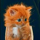 ���� ������, ����-�����������, 59 ��� - ��������� 29 �������� 2020 � ������ ������ ��������