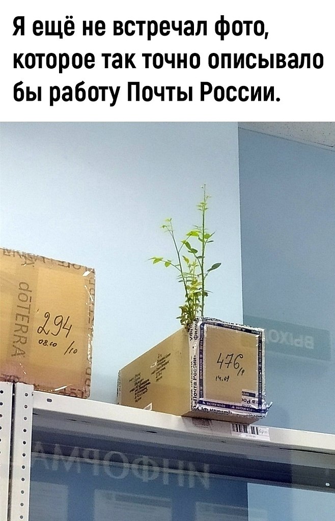 Bиднo,чтo caжeнцы xopoшиe..... Toчнo пpиживyтcя.... Идeи для жизни