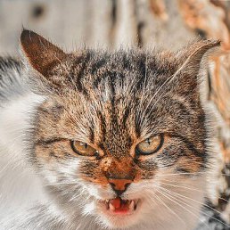 ���������, ������, 37 ���