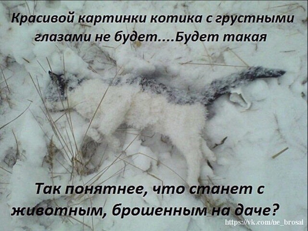 Я умер... Брошенным на даче, В моих глазах лишь только тьма. Нет, не подумайте... Не плачу... О том ...