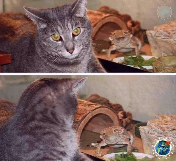 o ca  ap pa).gratplant - 7