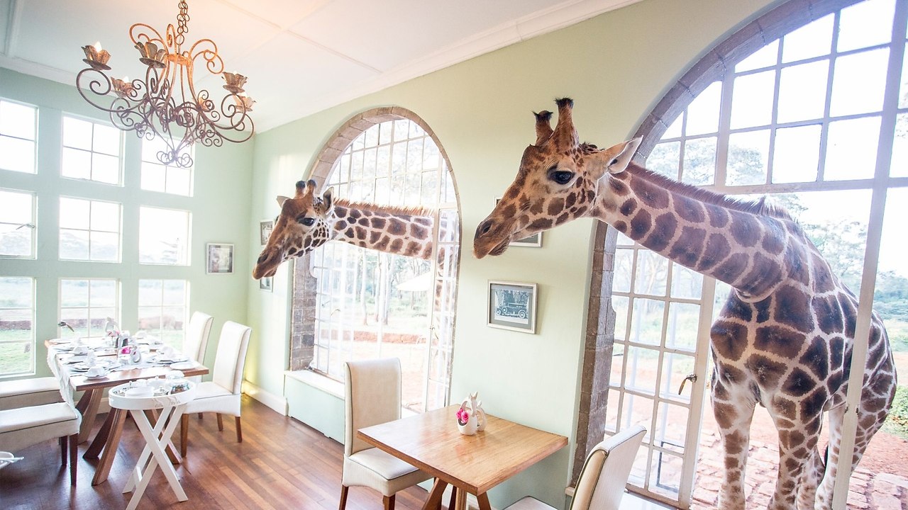   Giraffe Manor  ,   ,     ,   ... - 5