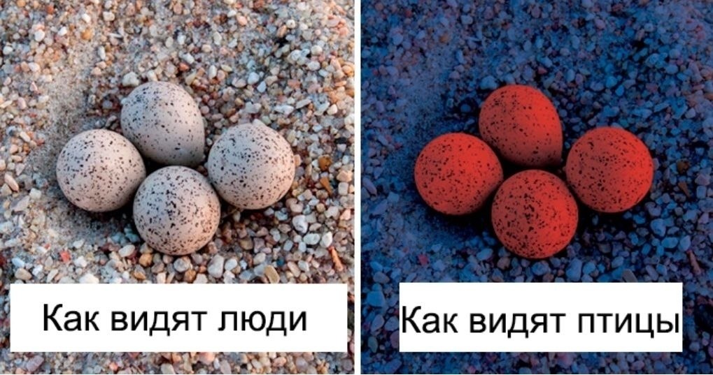 p a e VS p a  - 3