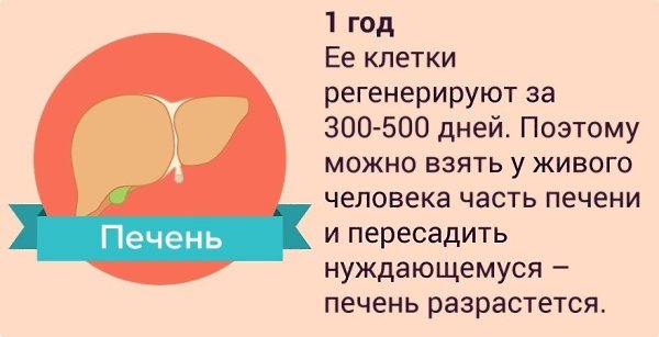 Клетка. Схема строения животной клетки - презентация онлайн