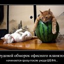 ���� �����, ���������, 41 ��� - ��������� 23 �������� 2020 � ������ ������ ��������