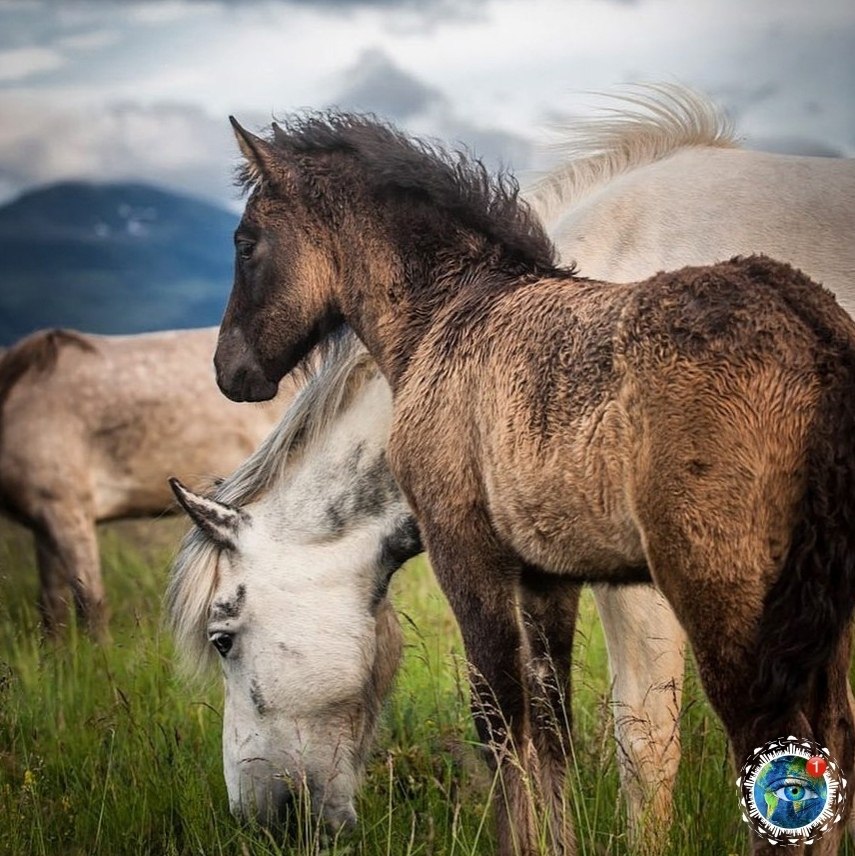 cace oa  oee ina hull. - 9