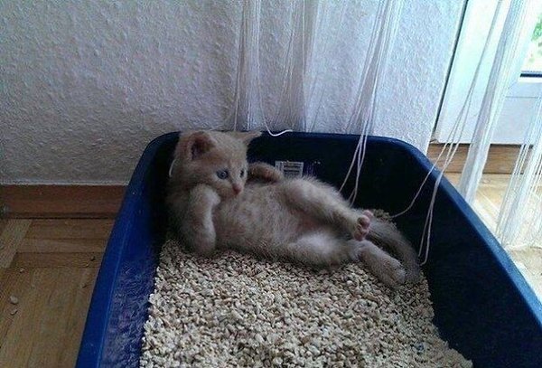 И вообще, самый лучший мужчина в жизни - это кот. Ласковый, нежный, мягкий, любящий в меру наглый и ...
