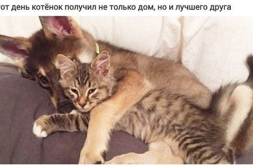 Более трех тысяч животных забрали из московских приютов в 2020 году - 4