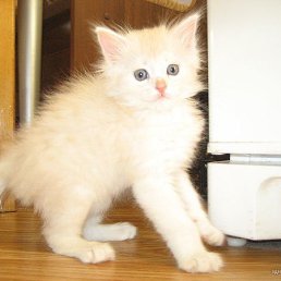 �����, �����