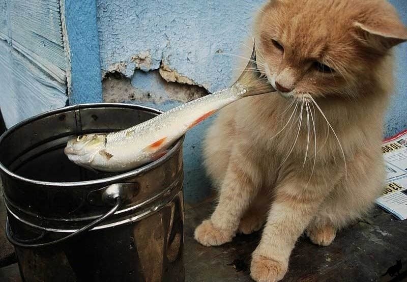   ,    ,   )