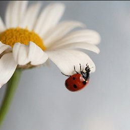 �������, ������, 44 ����