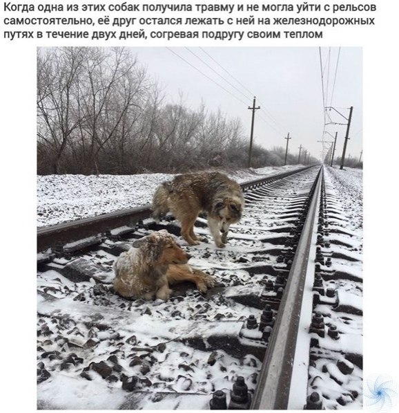 О прeданноcти брaтьeв наших меньших.Москва: Инструкция по применению!