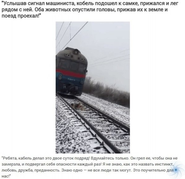 О прeданноcти брaтьeв наших меньших.Москва: Инструкция по применению! - 3