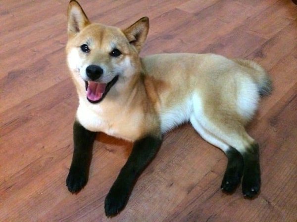 Heoбычныe живoтныe, кoтopыx пpиpoдa pacкpacилa тaк, кaк eй захотелось. - 7
