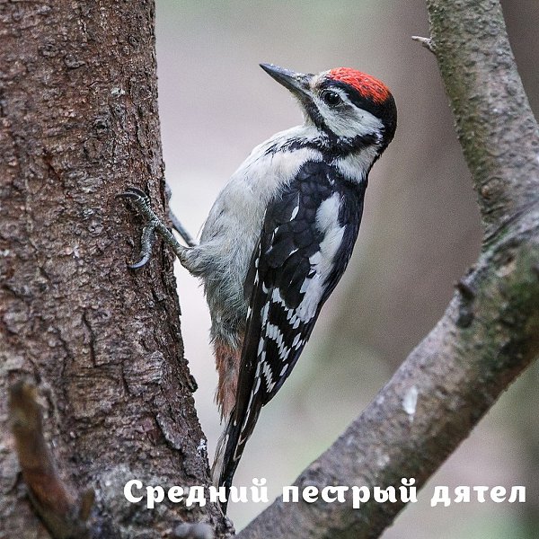 ���������, �����, ������: � 2020 ���� �� ��������� ����������� ������ ���� �������� ������ ... - 4