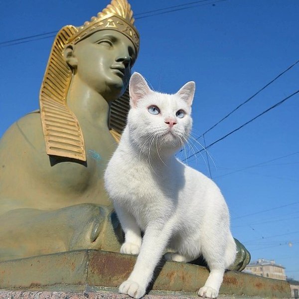 Натуральный блондин Ахилл на прогулке по Санкт-Петербургу.Фото: achillcat