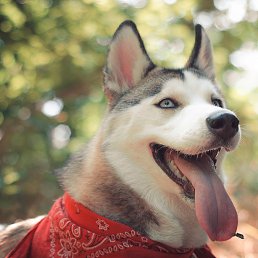 ������, �����