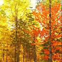 ���� �������, ������, 61 ��� - ��������� 11 ������� 2020 � ������ ������ ��������