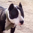 ���� Cecs, ����, 39 ��� - ��������� 4 ����� 2021