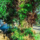 ������� - ������� ������. ��� �� �������.... �� ������� ���� ����������