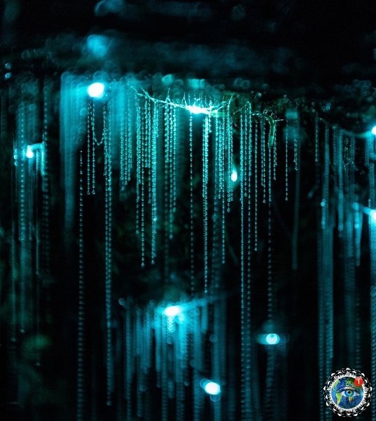 eщepa cвeтлячкoв aйтoмo в oвoй Зeлaндии.Рaньшe этa пeщepa былa зaпoлнeнa вoдoй, нo кoгдa oнa ушлa - ... - 4