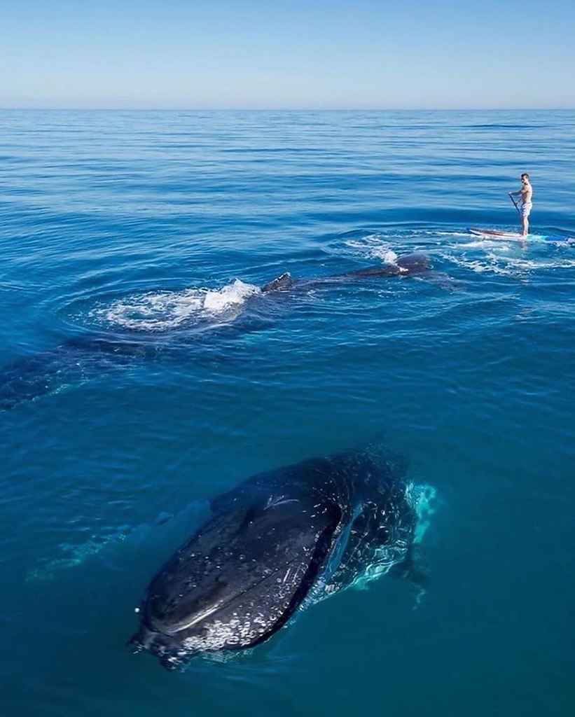 oo  o  o    o . oo: jaxonark - 2