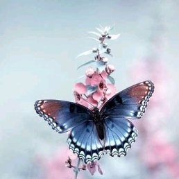 ��������, ���������