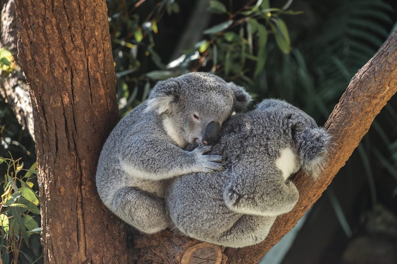 Koala ул мира 36п фото